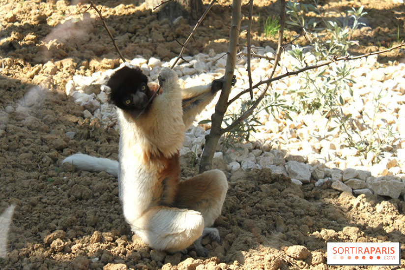 Zoo de Vincennes, Parc Zoologique de Paris
