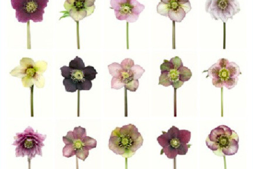 Jardins en Fête, l'exposition chez Jardins en art