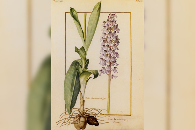 Orchidées sur Vélins au Muséum national d'Histoire naturelle