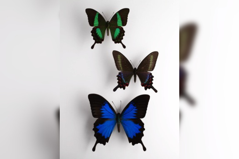 Une fenêtre sur Confluences, l'expo au musée du Quai Branly