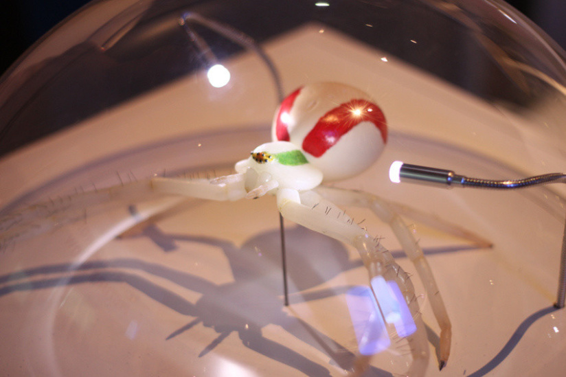 Au fil des araignées MNHN