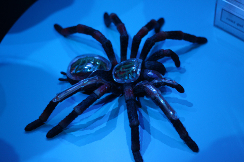 Au fil des araignées MNHN