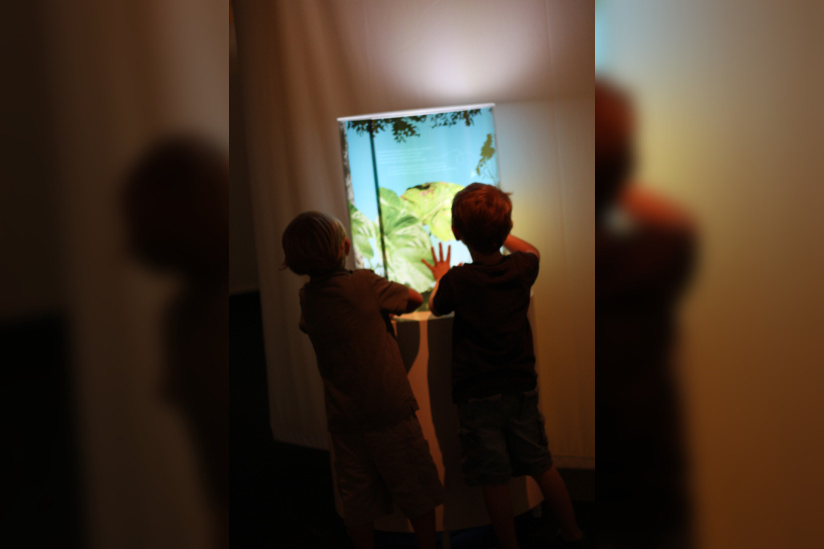 Au fil des araignées MNHN