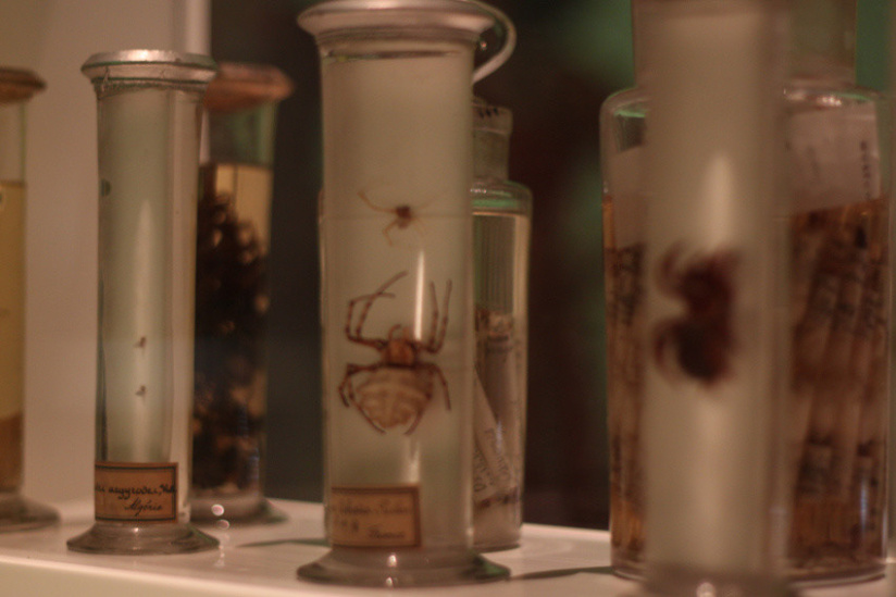 Au fil des araignées MNHN