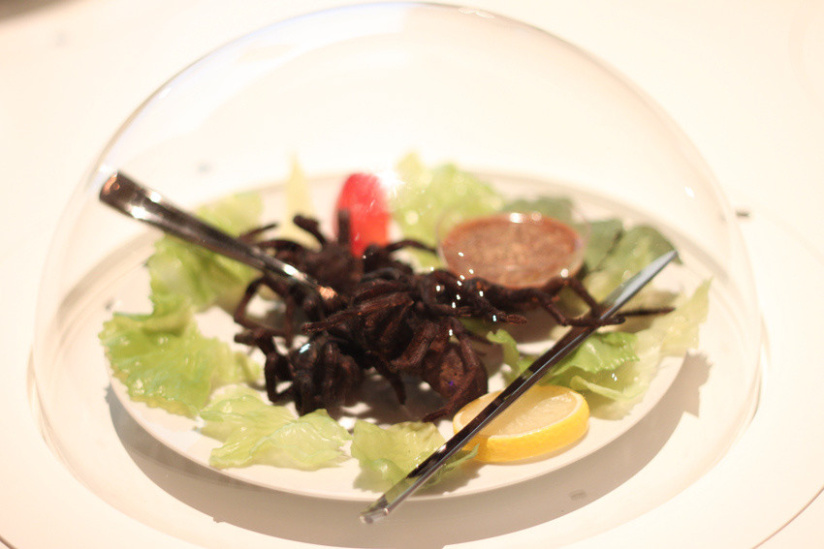 Au fil des araignées MNHN