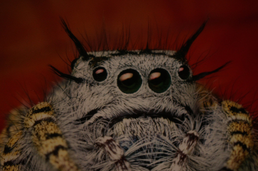 Au fil des araignées MNHN