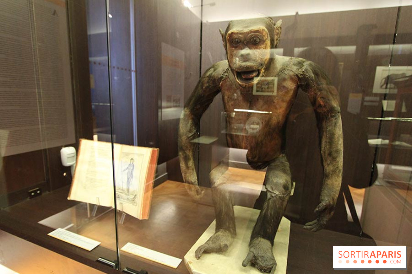 Les animaux célèbres de la Ménagerie, l'exposition