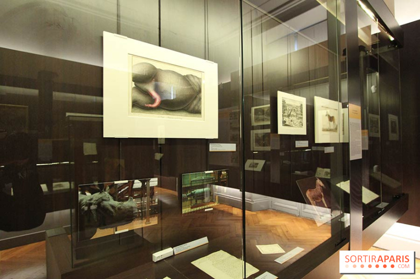 Les animaux célèbres de la Ménagerie, l'exposition