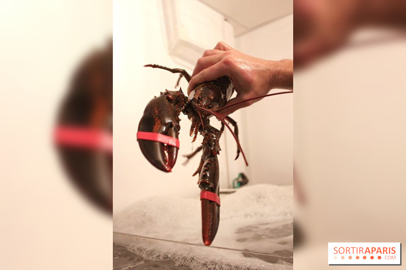 Les Pinces à Paris, le restaurant de Homard