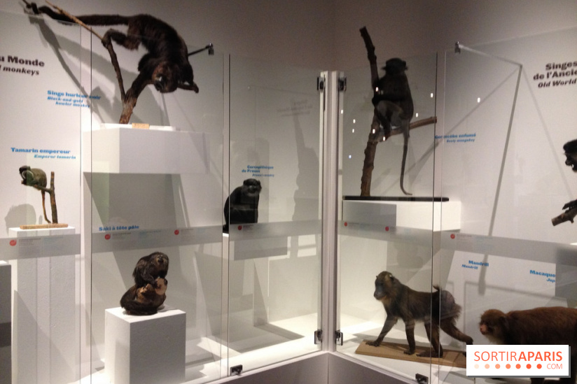 Sur la piste des Grands Singes