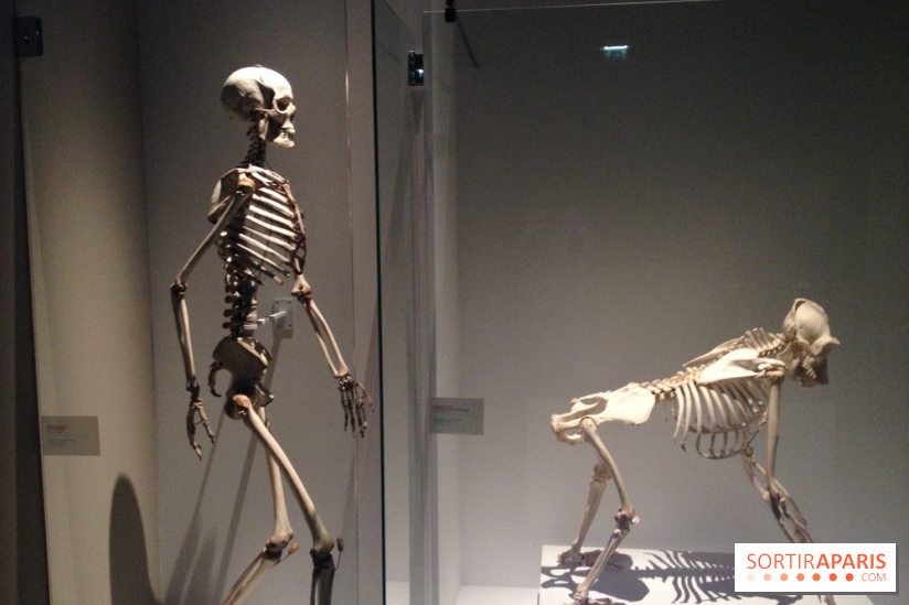 Sur la piste des Grands Singes