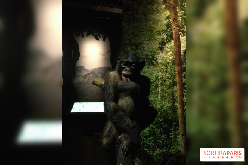 Sur la piste des Grands Singes