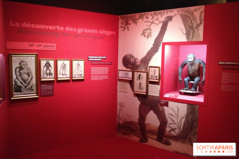 Sur la piste des Grands Singes