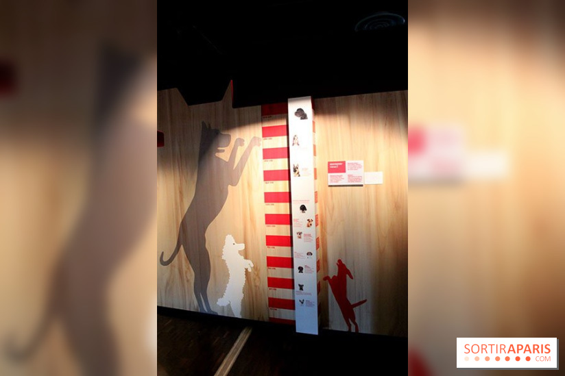 Exposition Chiens et Chats à la Cité des Sciences