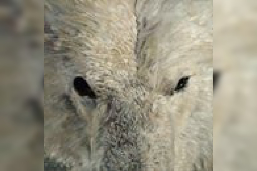 Exposition Ours bleu par Vigdis