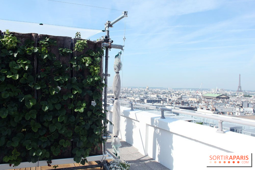 Le Paris sous les fraises des Galeries Lafayette