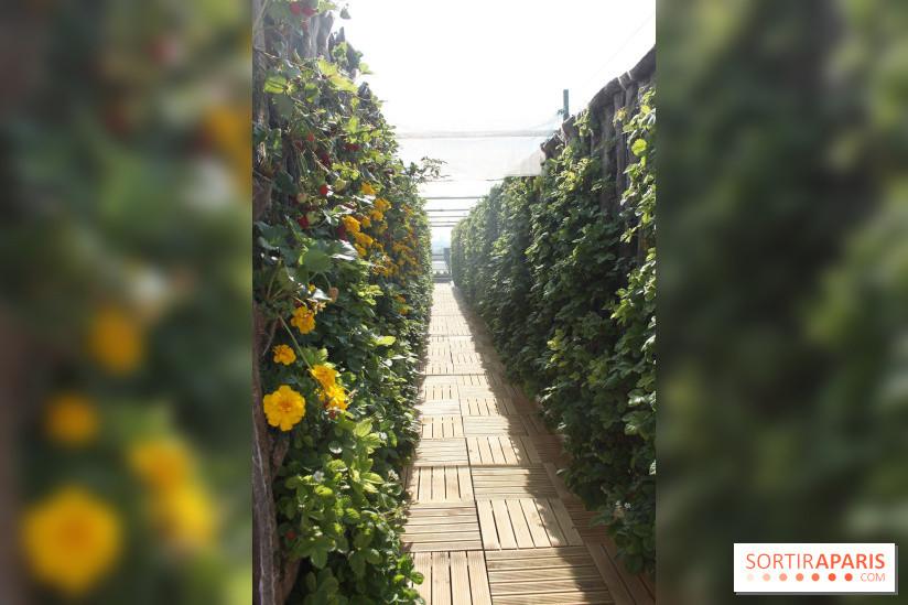 Le Paris sous les fraises des Galeries Lafayette