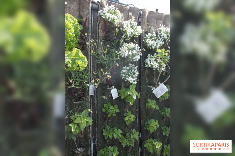 Le Paris sous les fraises des Galeries Lafayette