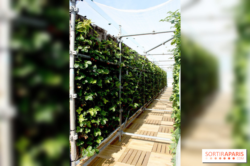 Le Paris sous les fraises des Galeries Lafayette