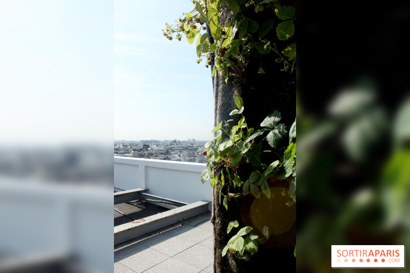 Le Paris sous les fraises des Galeries Lafayette
