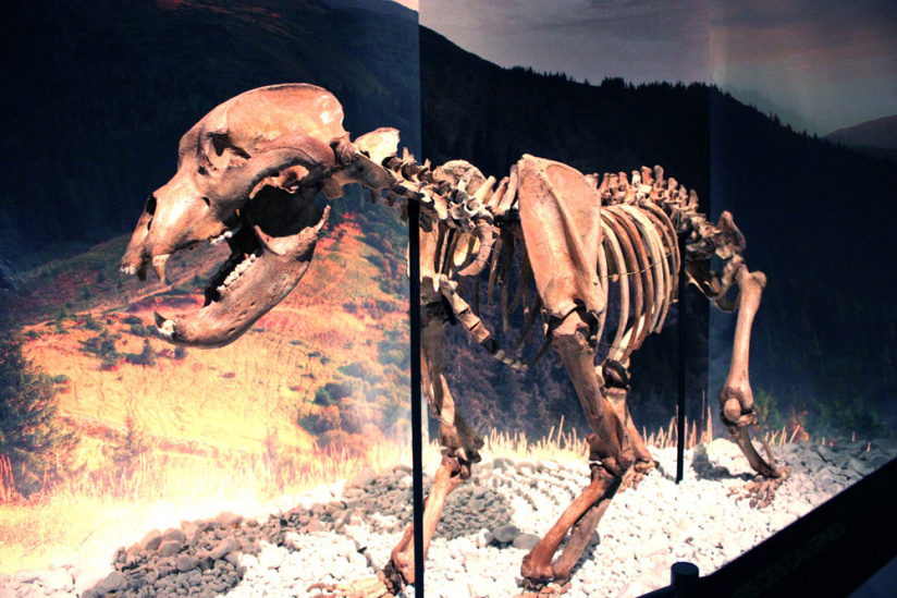 Préhistoire(s), l'enquête