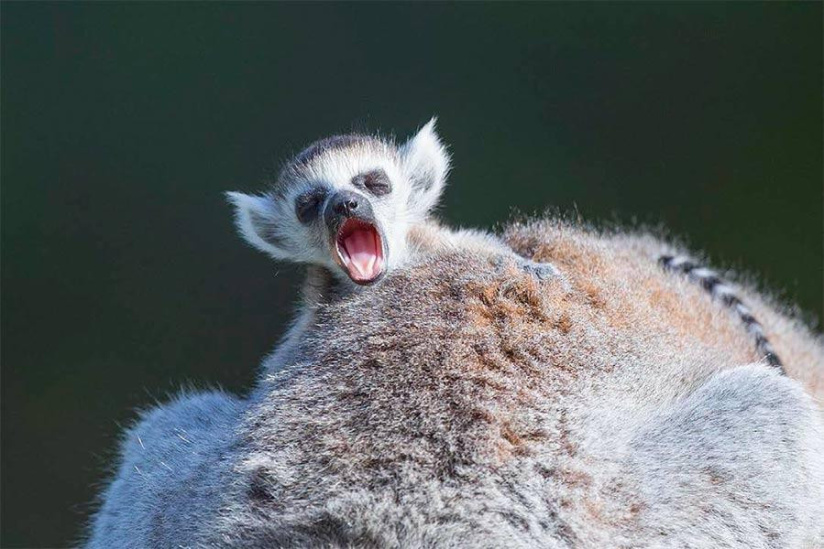 Fête des Mères à Thoiry : entrée gratuite pour les mamans !