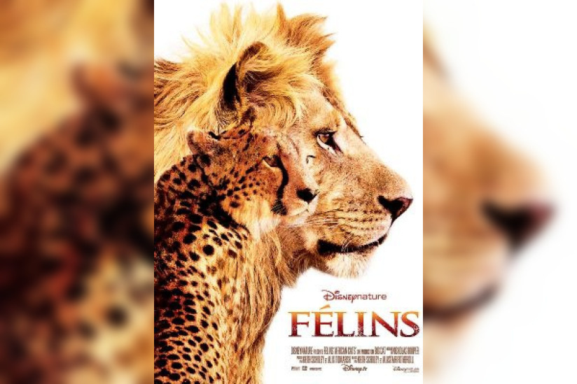Félins