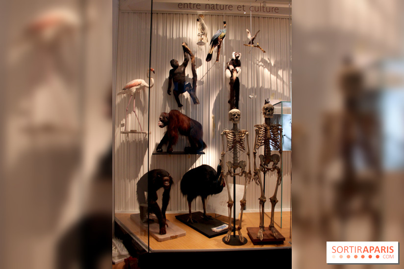 Le nouveau Musée de l'Homme