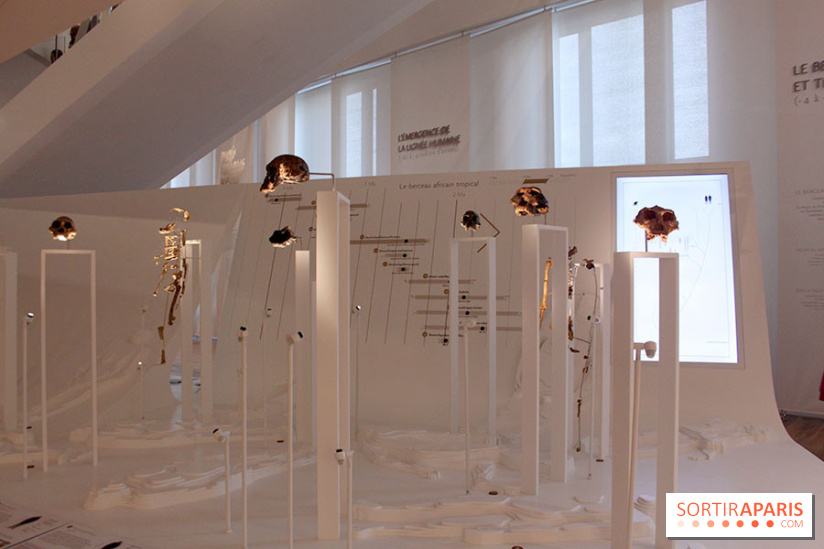 Le nouveau Musée de l'Homme 