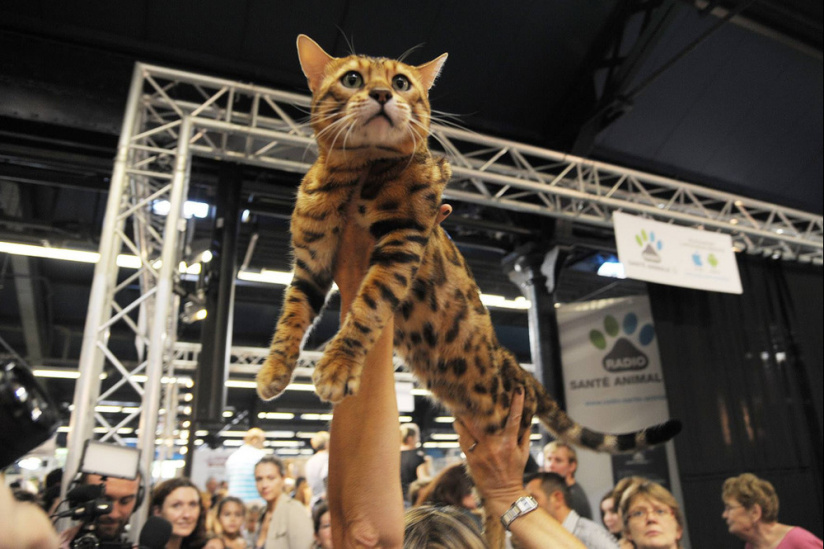 Salon Chiens Chats 2019 - Le salon pour mieux les choisir