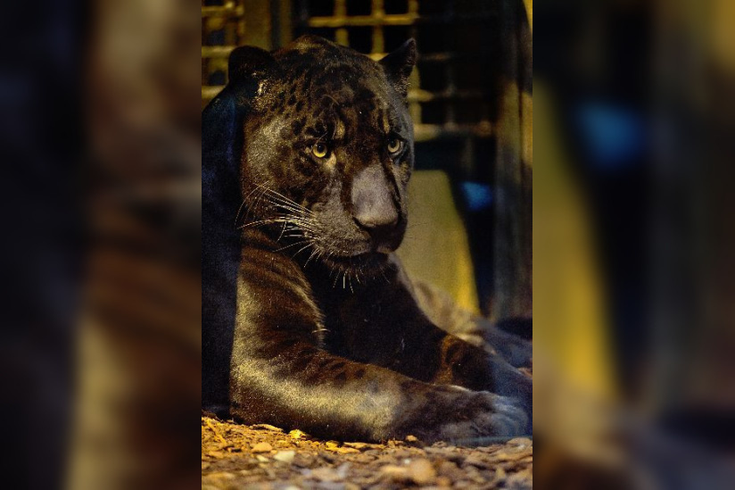 Les nouveaux félins de la Ménagerie