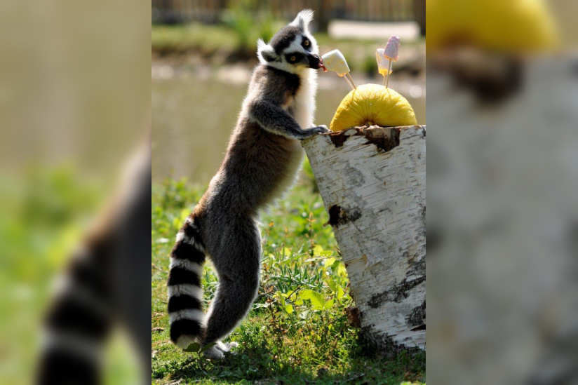 © Julie Platel / Parc et Château de Thoiry, chasse aux oeufs