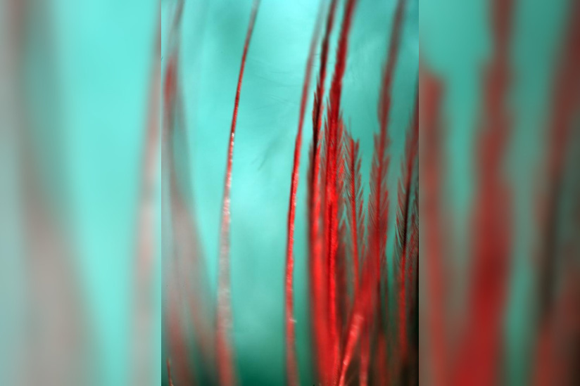 créateurs-Créatures