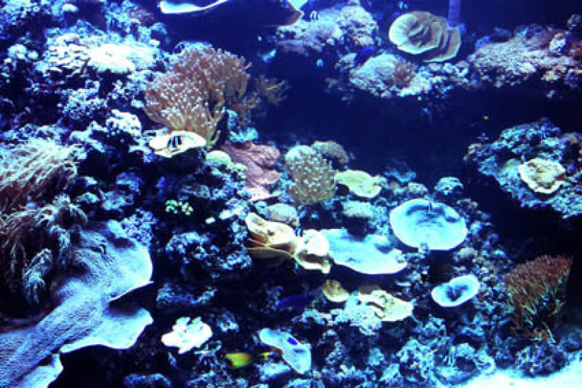 Plankton Invasion à l'Aquarium de Paris