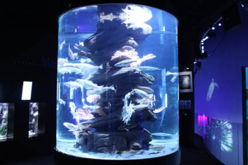 Plankton Invasion à l'Aquarium de Paris