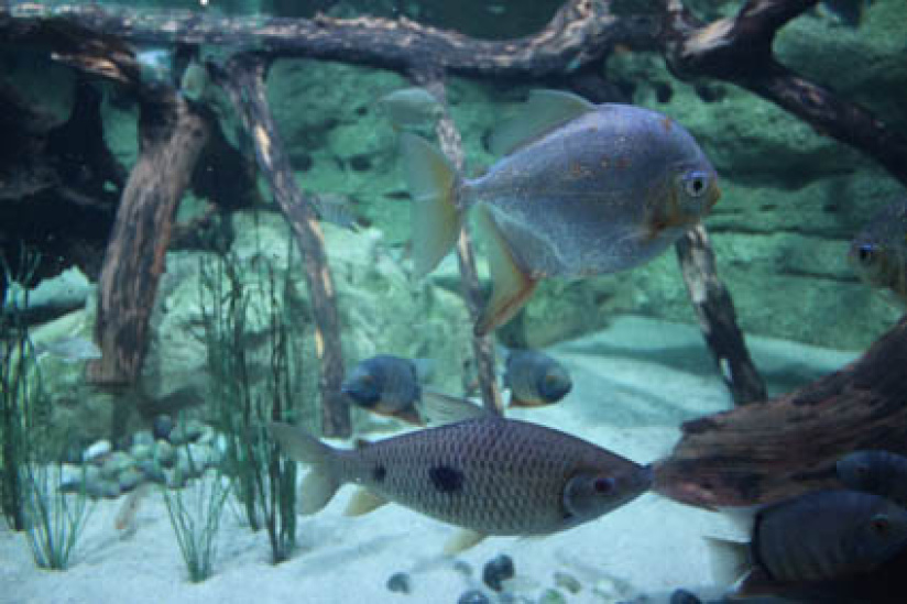 Plankton Invasion à l'Aquarium de Paris