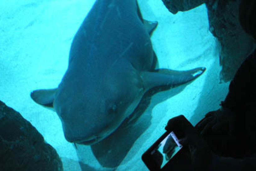 Plankton Invasion à l'Aquarium de Paris
