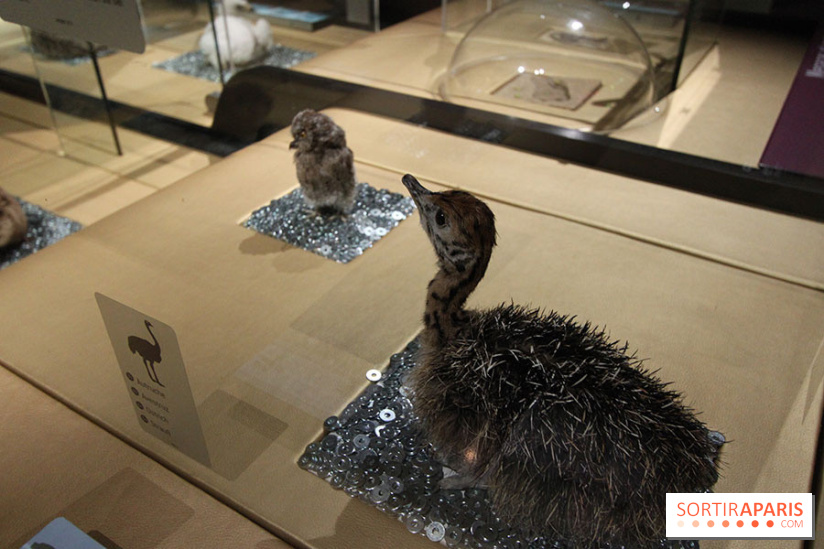 Exposition BéBés animaux à la Cité des Sciences, les photos