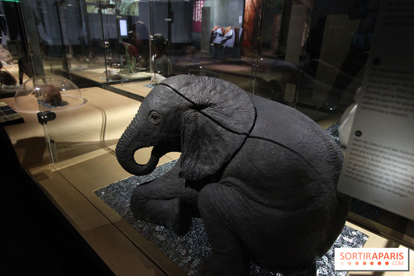 Exposition BéBés animaux à la Cité des Sciences, les photos
