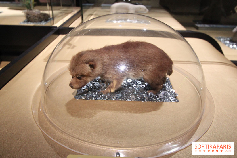 Exposition BéBés animaux à la Cité des Sciences, les photos