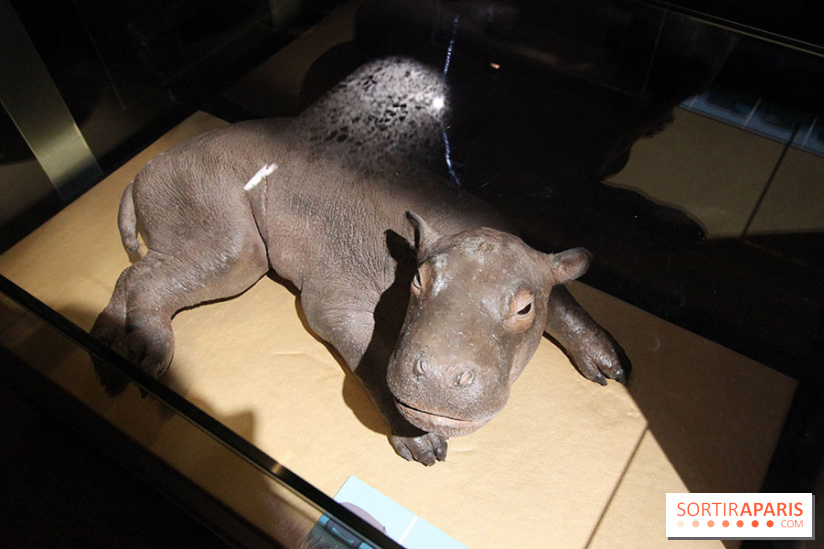Exposition BéBés animaux à la Cité des Sciences, les photos