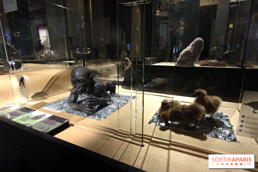 Exposition BéBés animaux à la Cité des Sciences, les photos