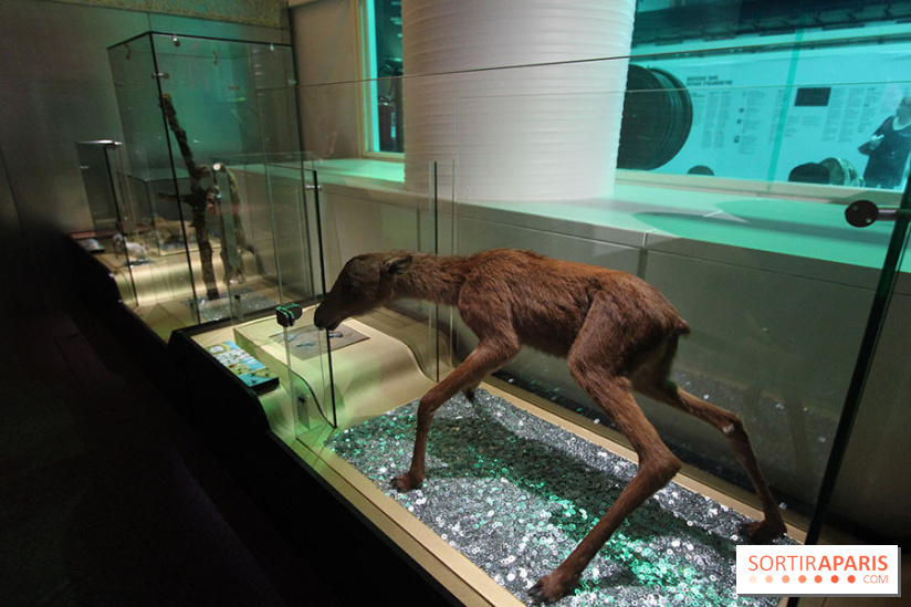 Exposition BéBés animaux à la Cité des Sciences, les photos