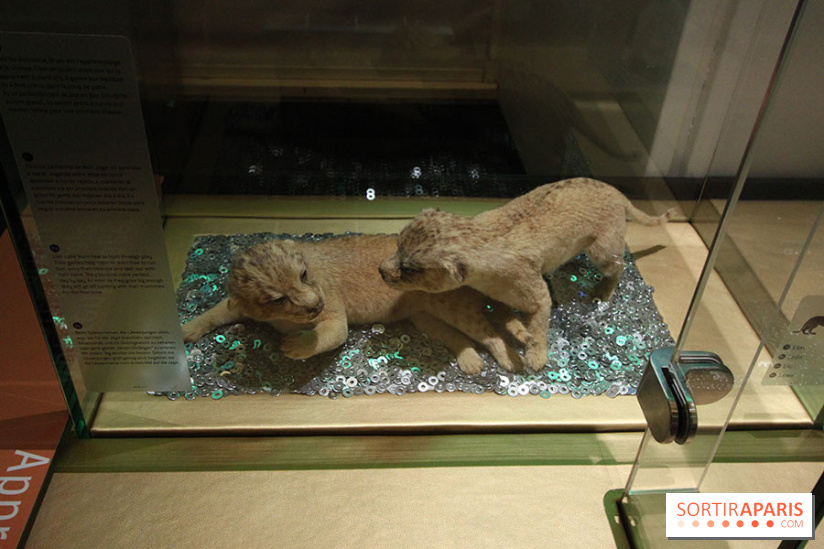 Exposition BéBés animaux à la Cité des Sciences, les photos