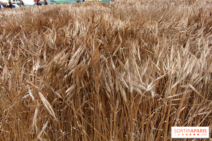 Gad Weil installe son Champ de Blés Place Vendôme