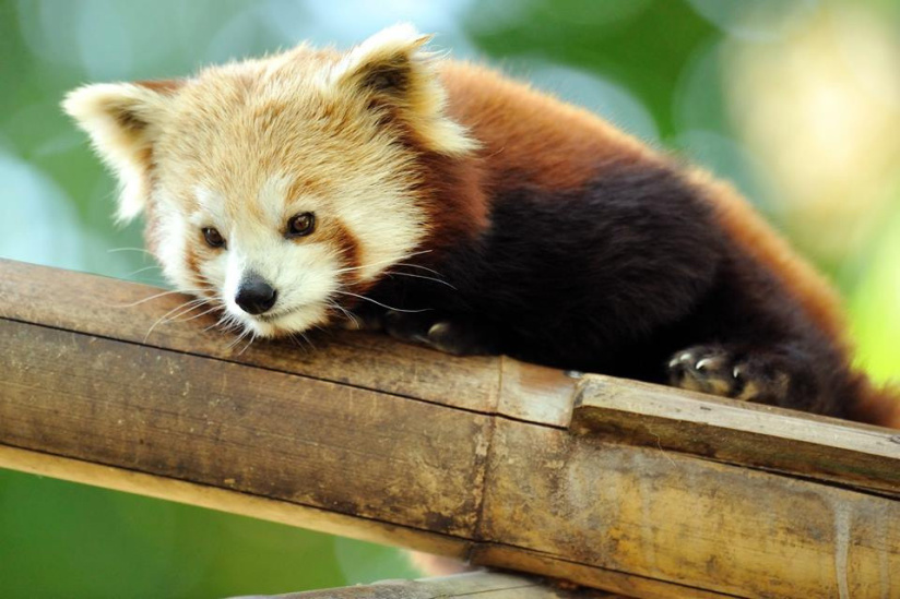 Les bons plans de l'été au Jardin des plantes !