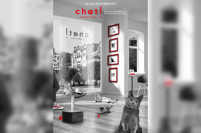 Un pop up store dédié au chat dans le Marais !