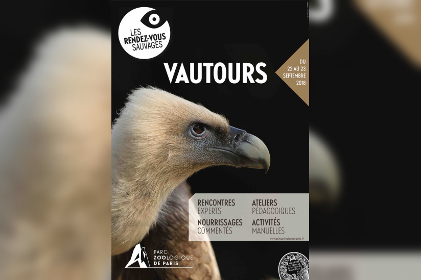 Rendez-vous sauvage avec les vautours au Parc zoologique de Paris