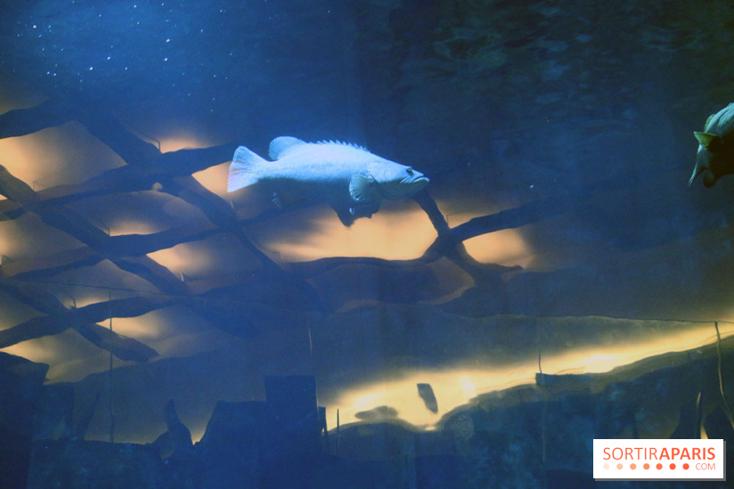 Aquarium de Paris Décembre 2016