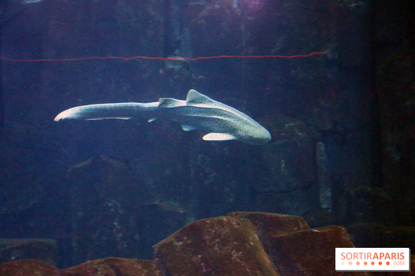 Aquarium de Paris Décembre 2016